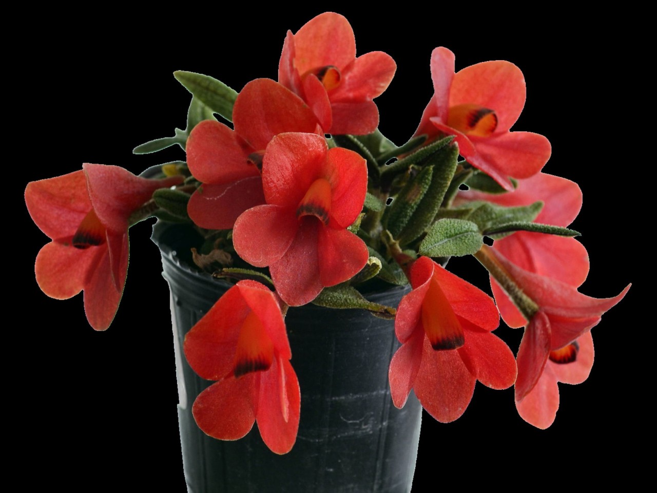 Dendrobium cuthbertsonii 'Red'