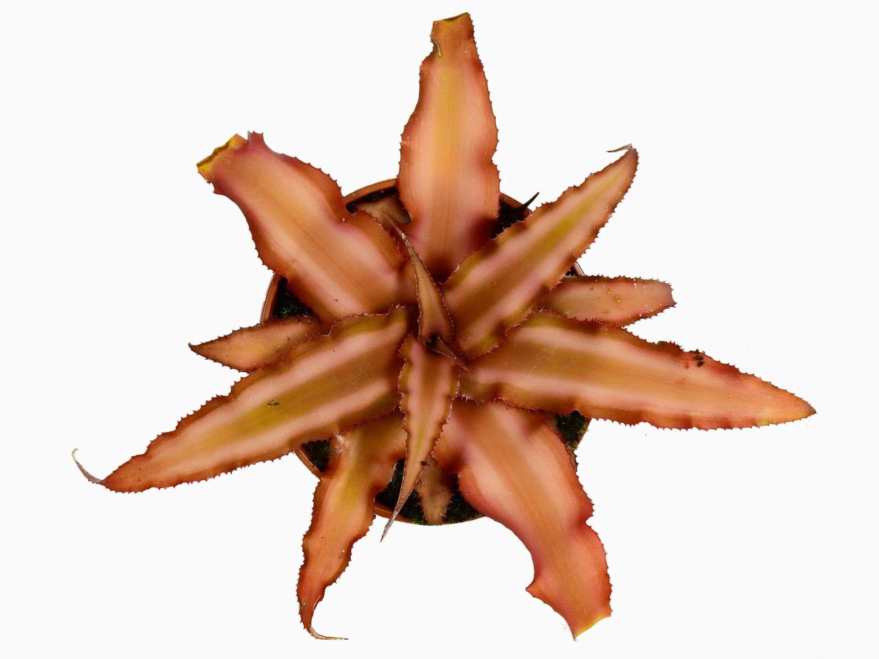 Cryptanthus bivittatus