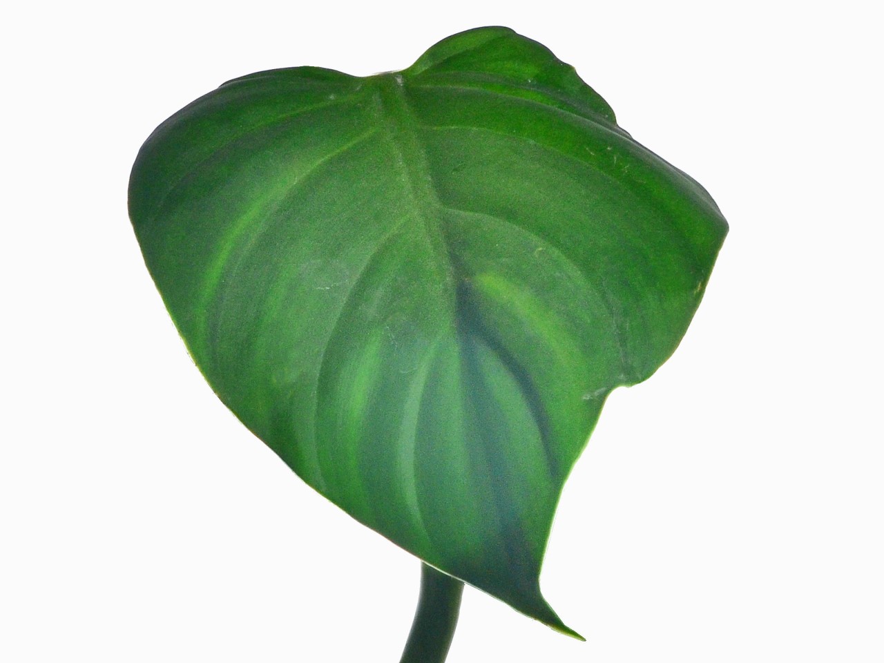 Philodendron atratum (aka Philodendron dodsonii)