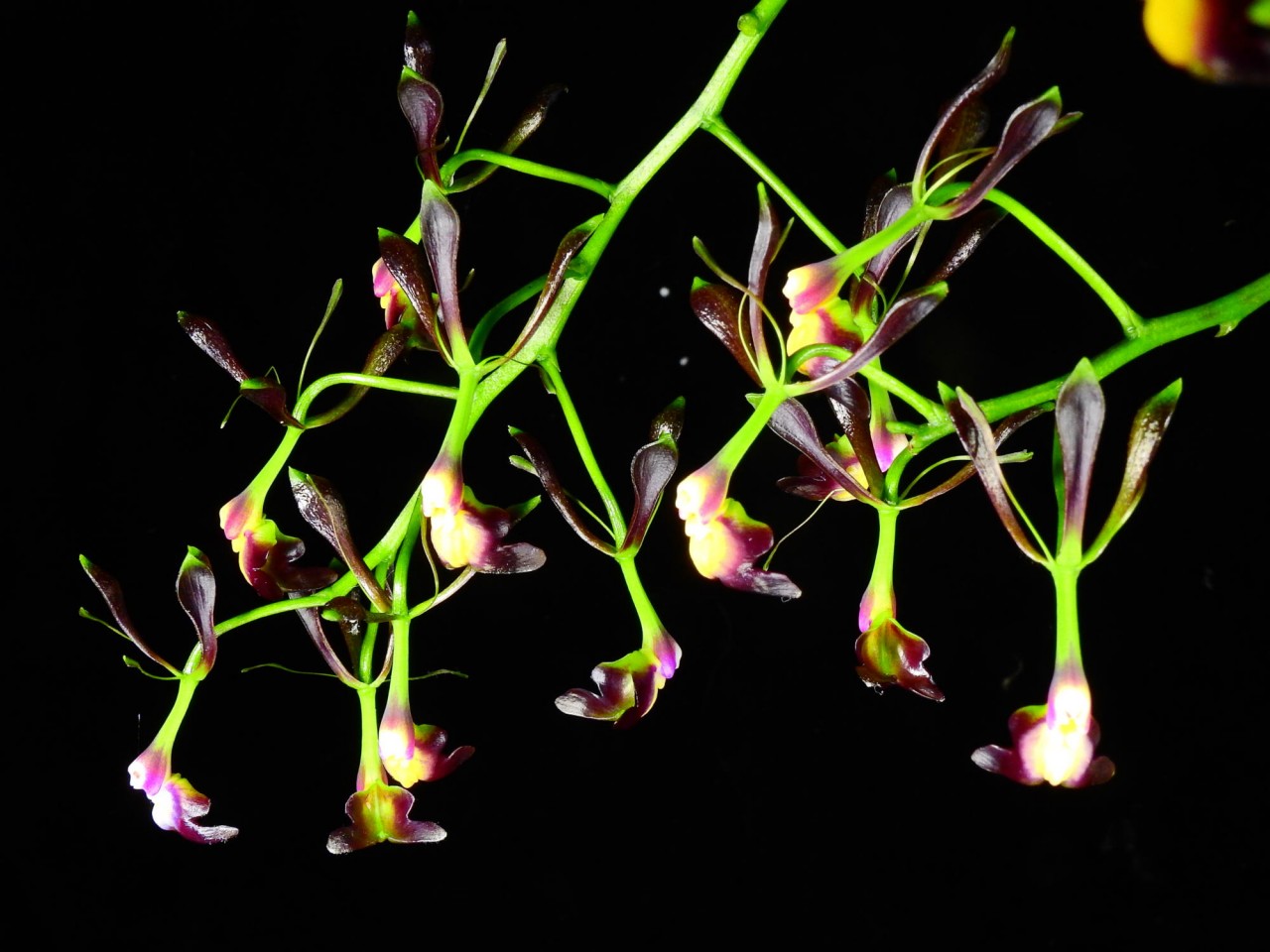 Epidendrum melanoporphyreum