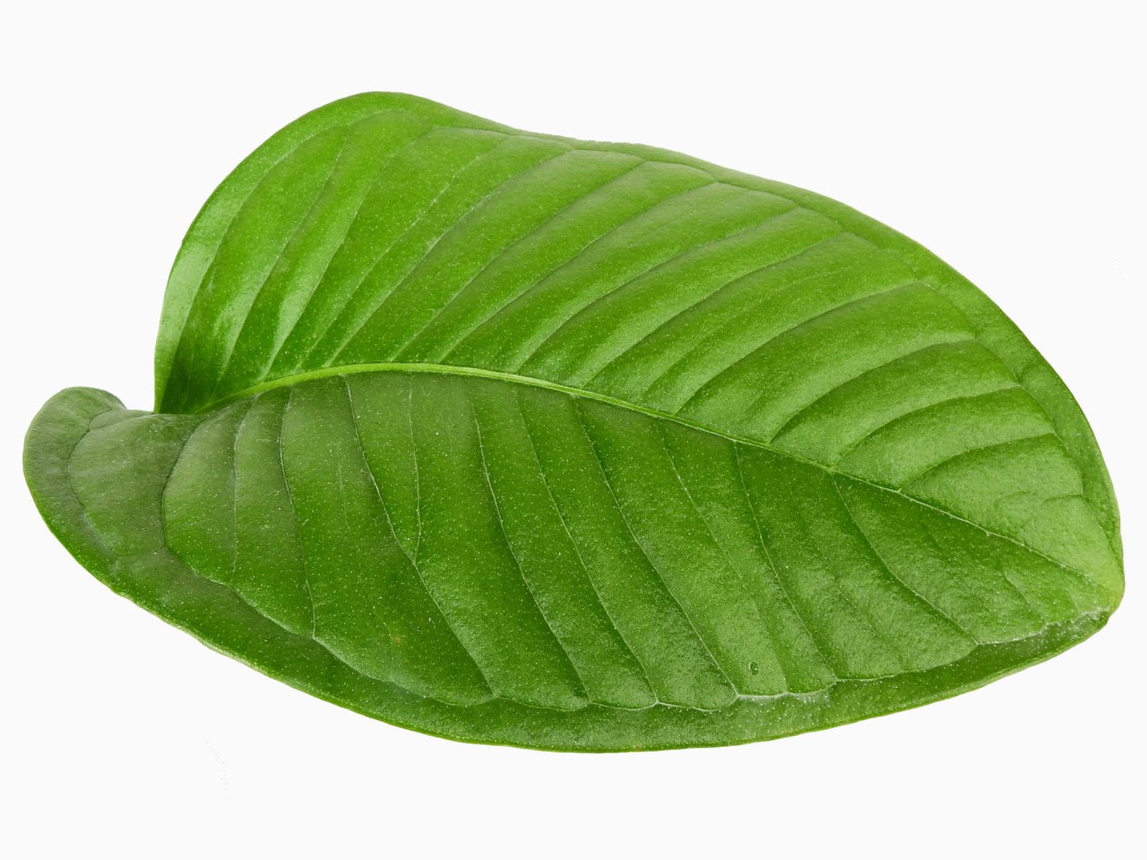 Anthurium umbricola (syn. spathulatum)
