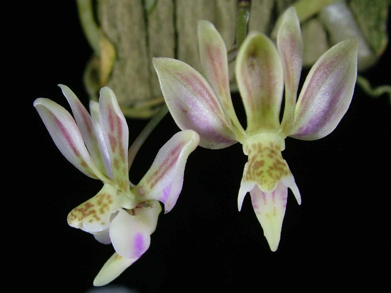 Phalaenospsis finleyi syn. Phalaenopsis (Kingidium) minus