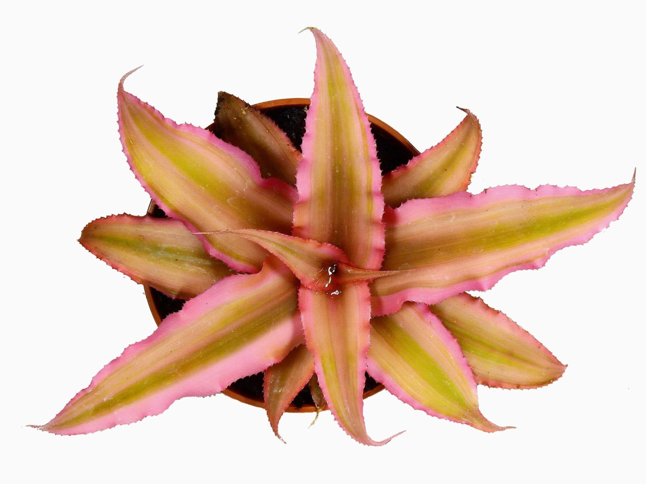 Cryptanthus bivittatus 'Pink Starlight'