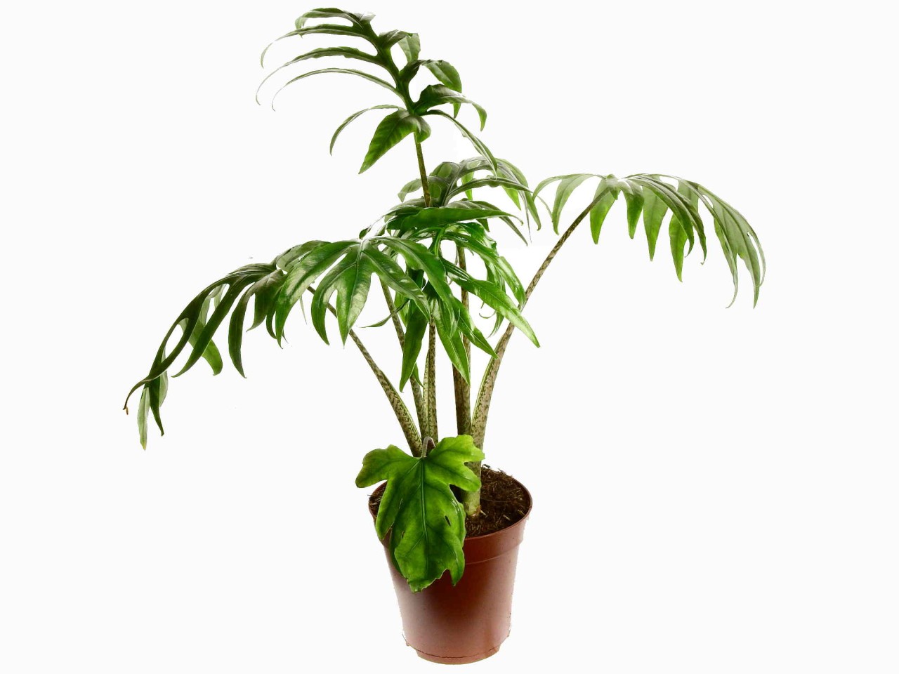 Alocasia brancifolia 15cm Topf