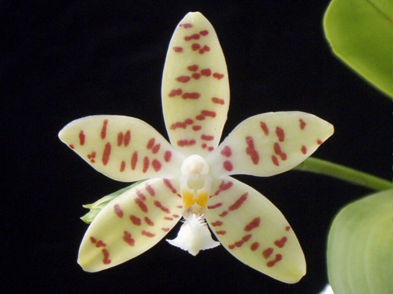 Phalaenopsis pallens var. denticulata OP