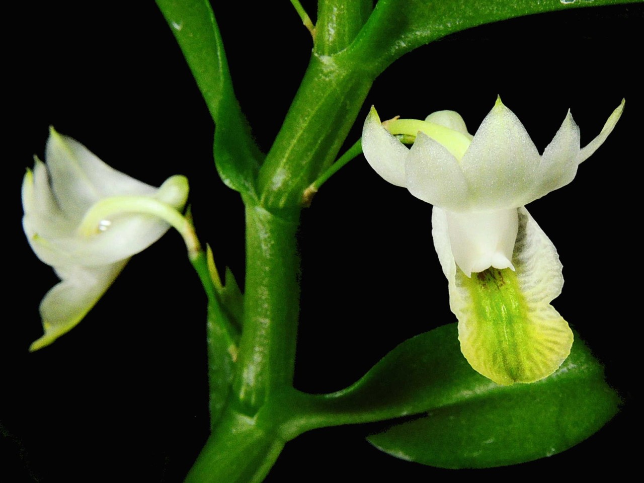 Dendrobium trinervium OP