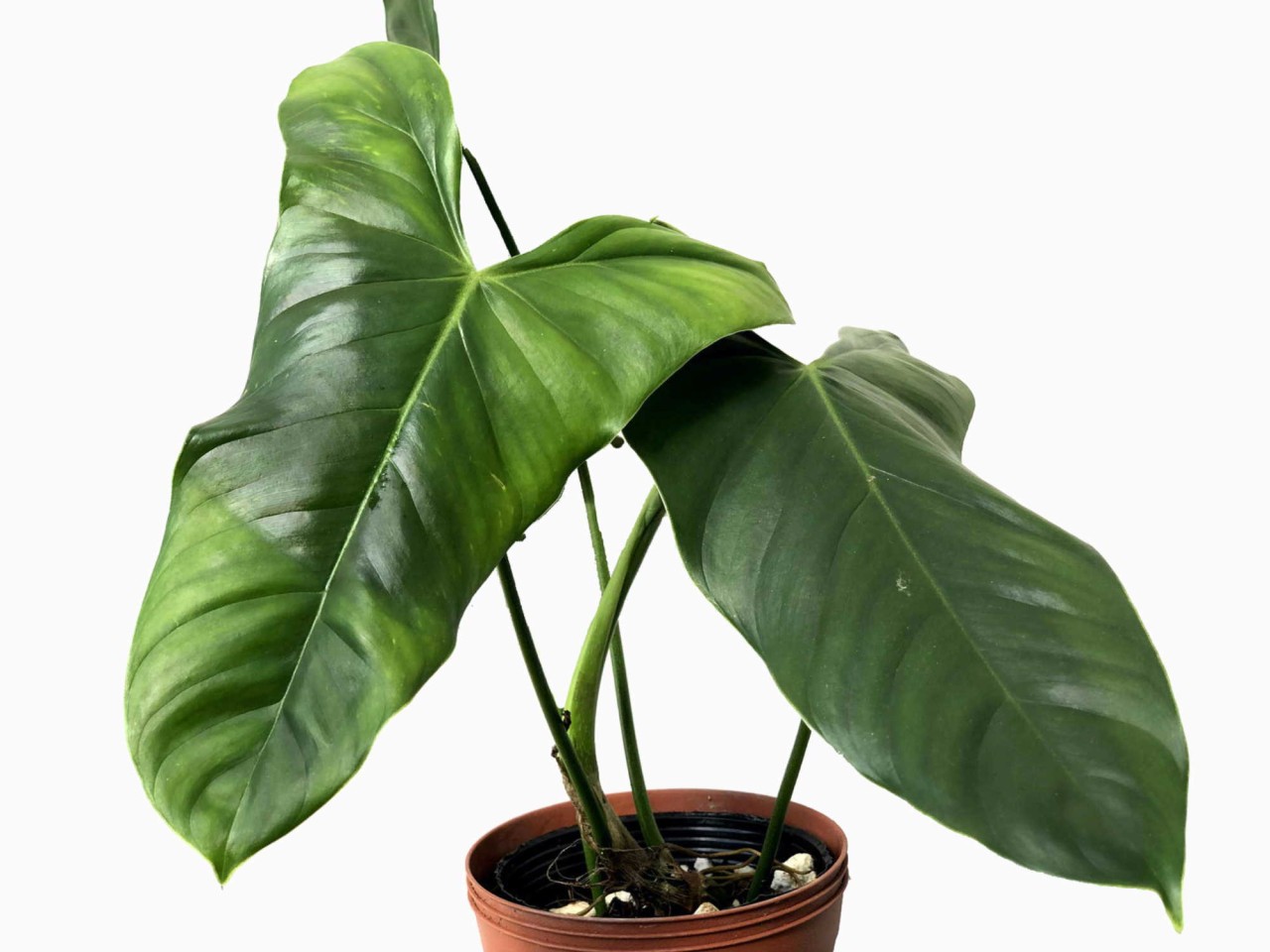 Philodendron oxapampense 'Fedec'