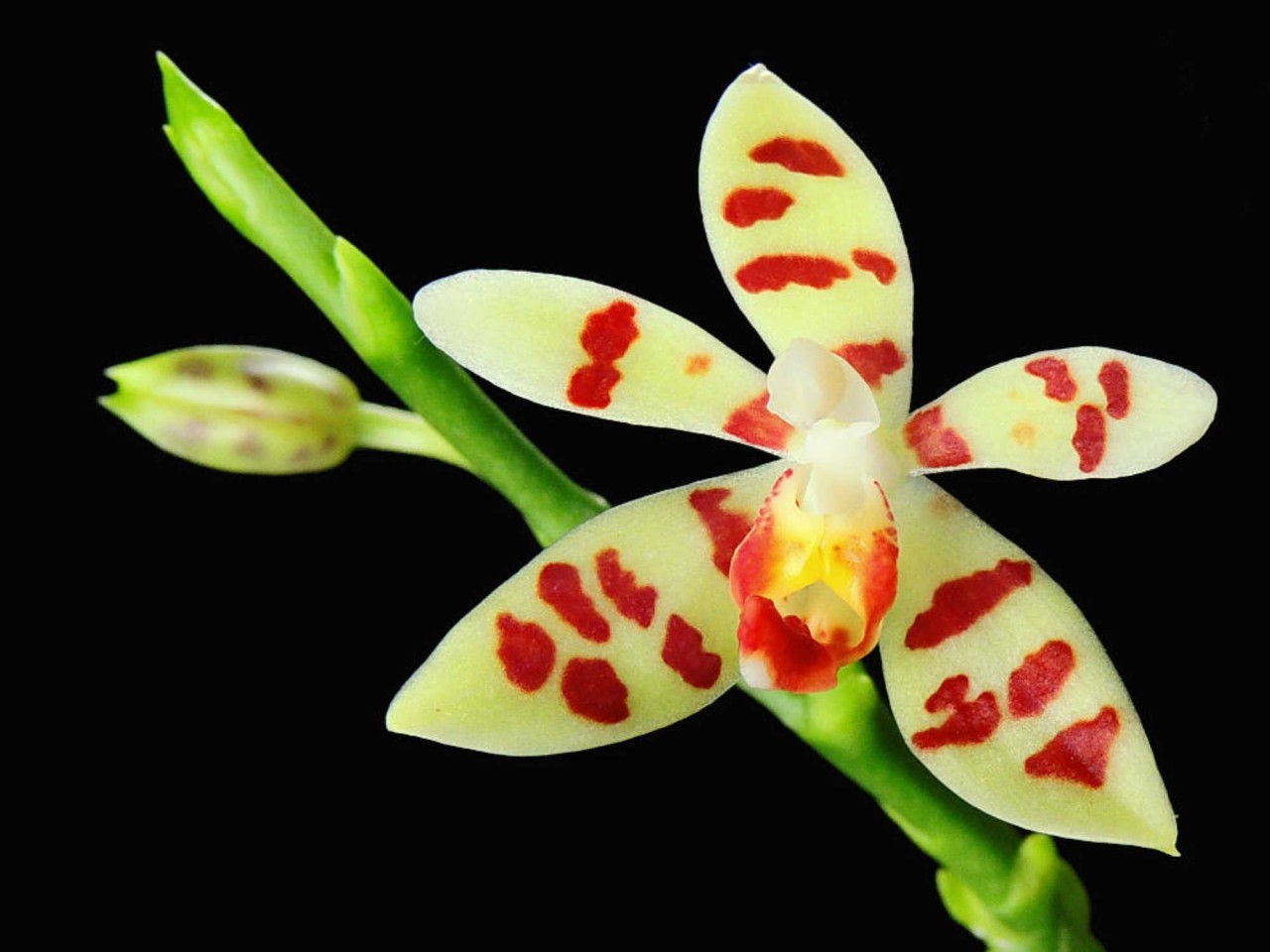 Phalaenopsis maculata OP