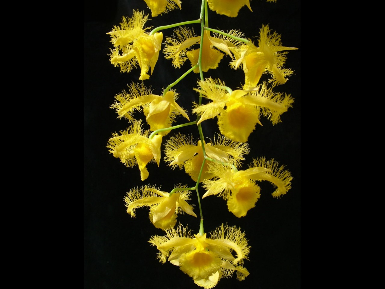 Dendrobium harveyanum OP