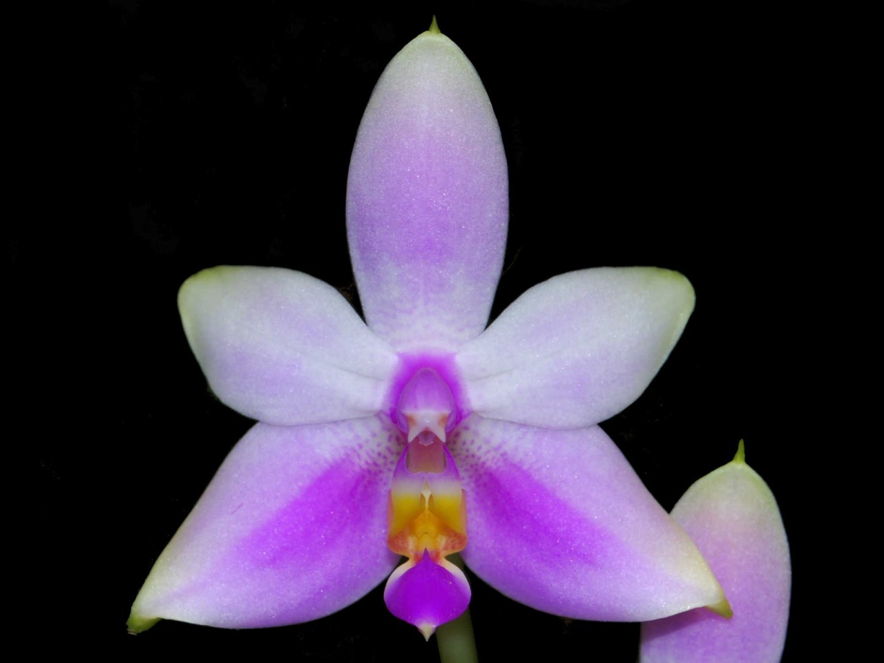 Phalaenopsis violacea var. Mentawei OP