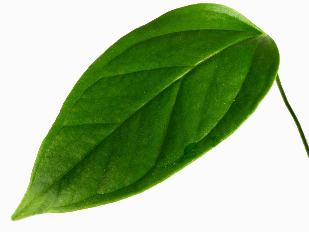 Anthurium effusilobum (seedlings)