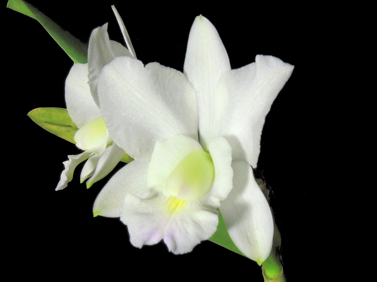 Cattleya dolosa 'alba'
