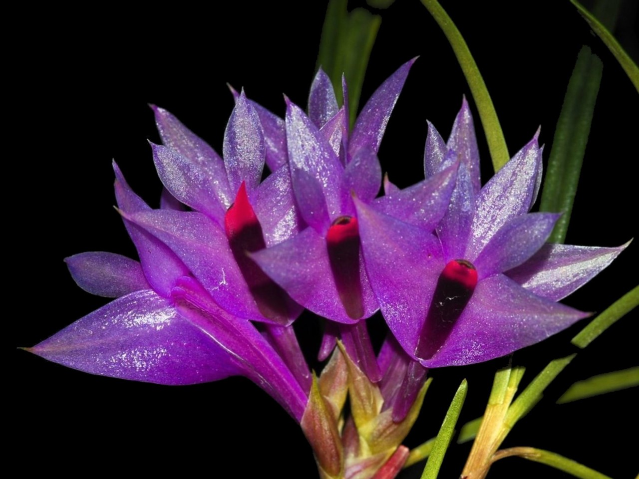 Dendrobium violaceum 'Blue'