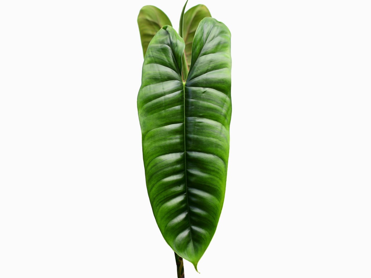 Philodendron felix