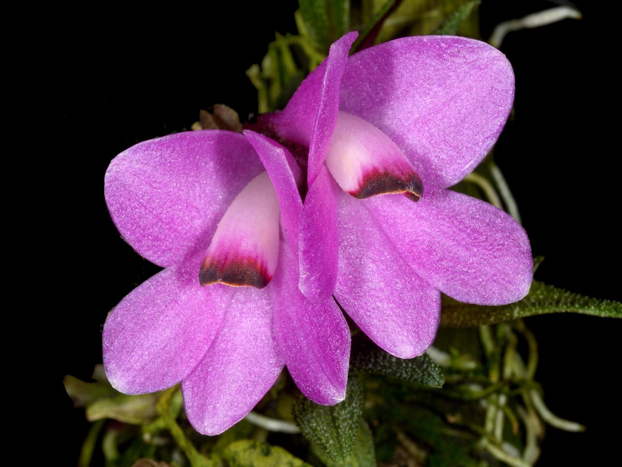 Dendrobium cuthbertsonii 'Pink'