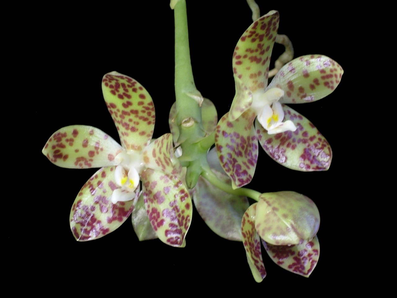 Phalaenopsis doweryensis OP