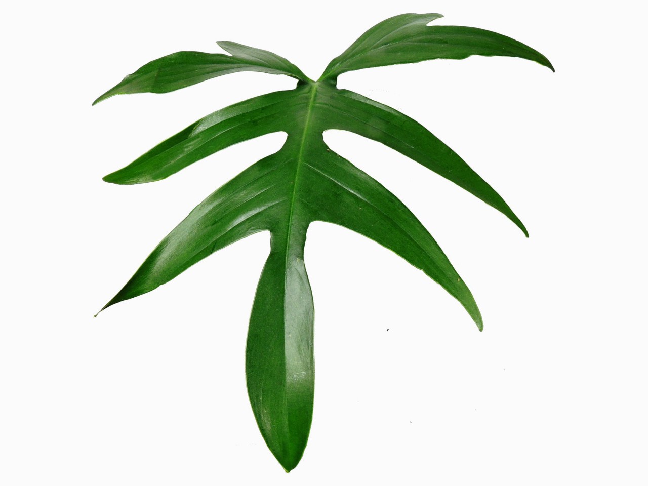 Philodendron pedatum, (Hook.) Kunth 1841