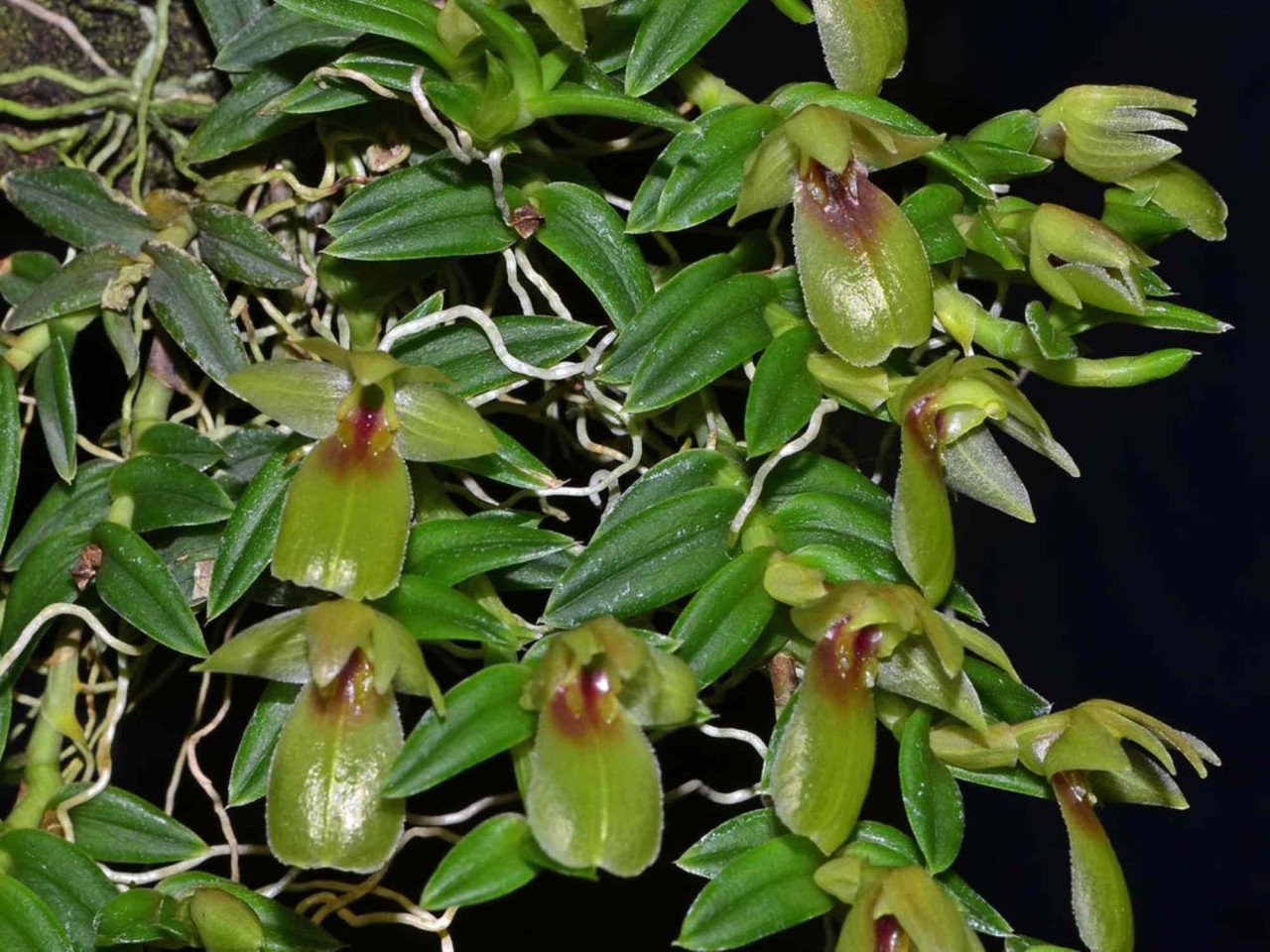 Epidendrum ivan-portillae