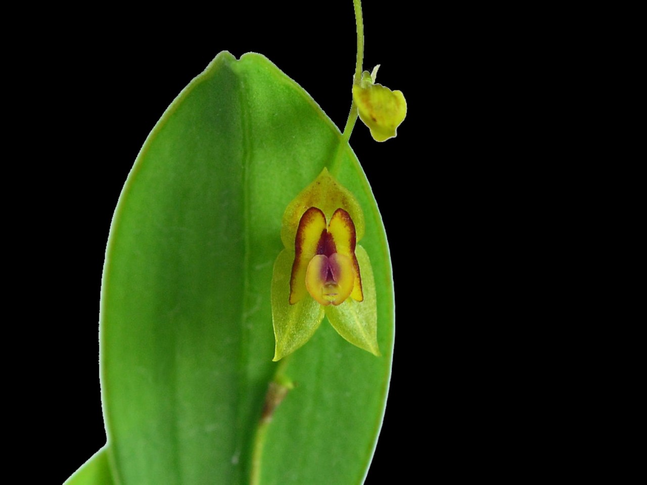 Lepanthes scansor