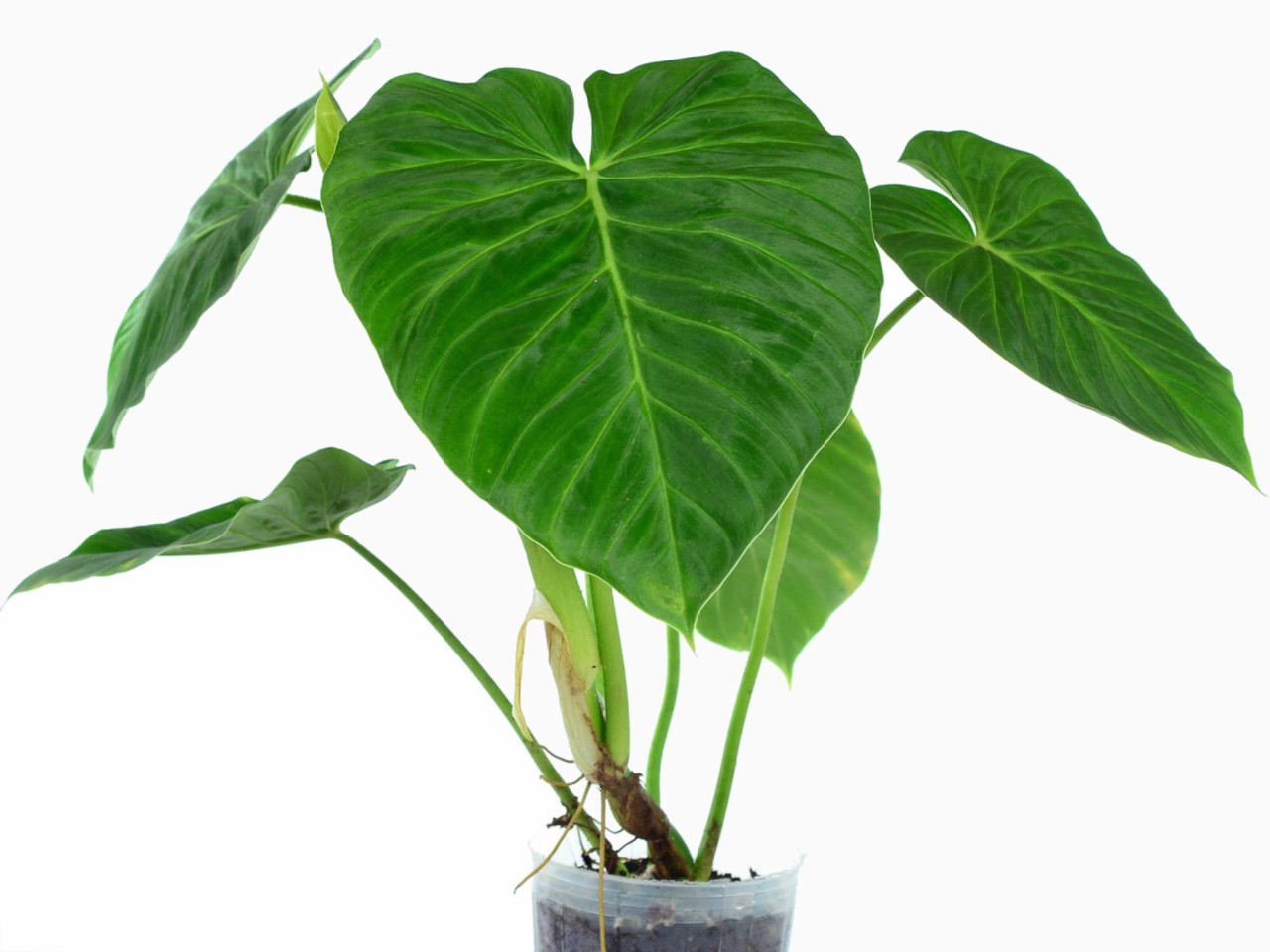 Philodendron pseudoverrucosum