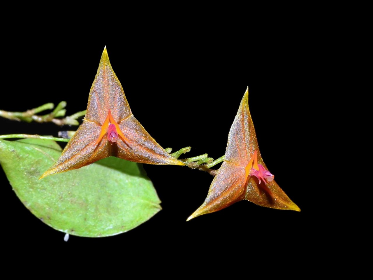 Lths. myiophora x telipogoniflora