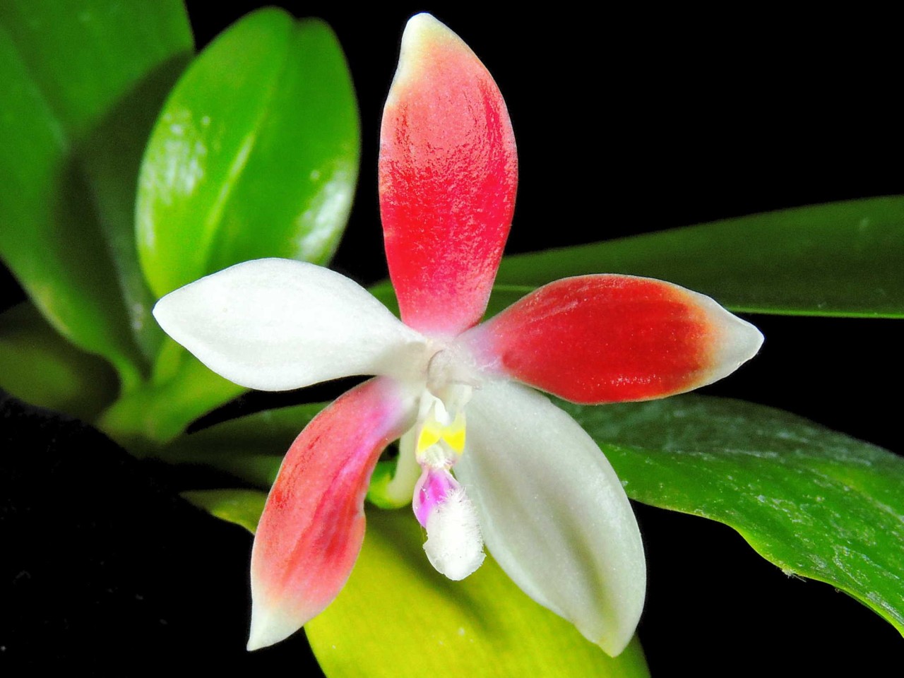 Phalaenopsis speciosa OP