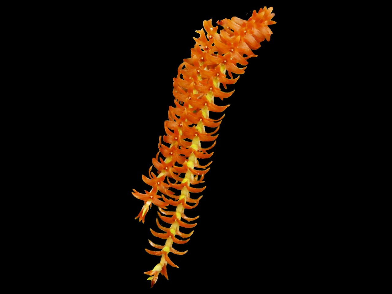 Dendrochilum wenzelii 'Kupfer'