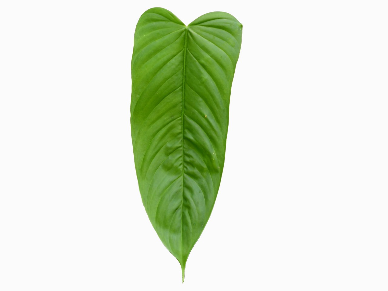 Philodendron tenue 'Goat'