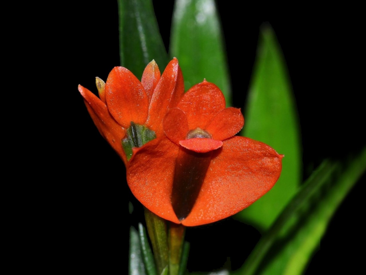 Dendrobium vexillarius 'Red'