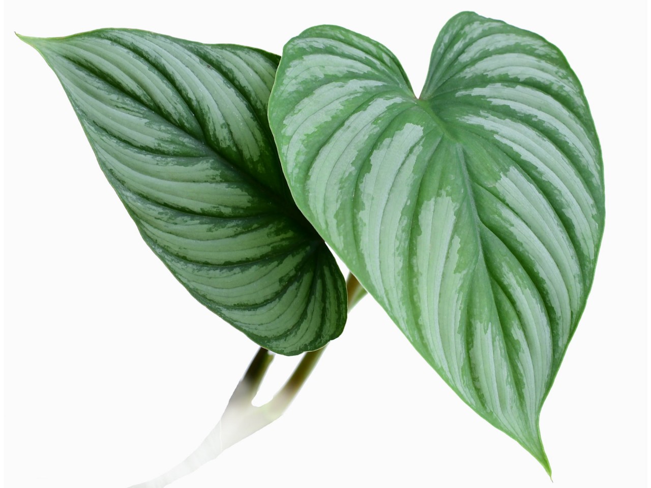 Philodendron mamei 'Siiver'