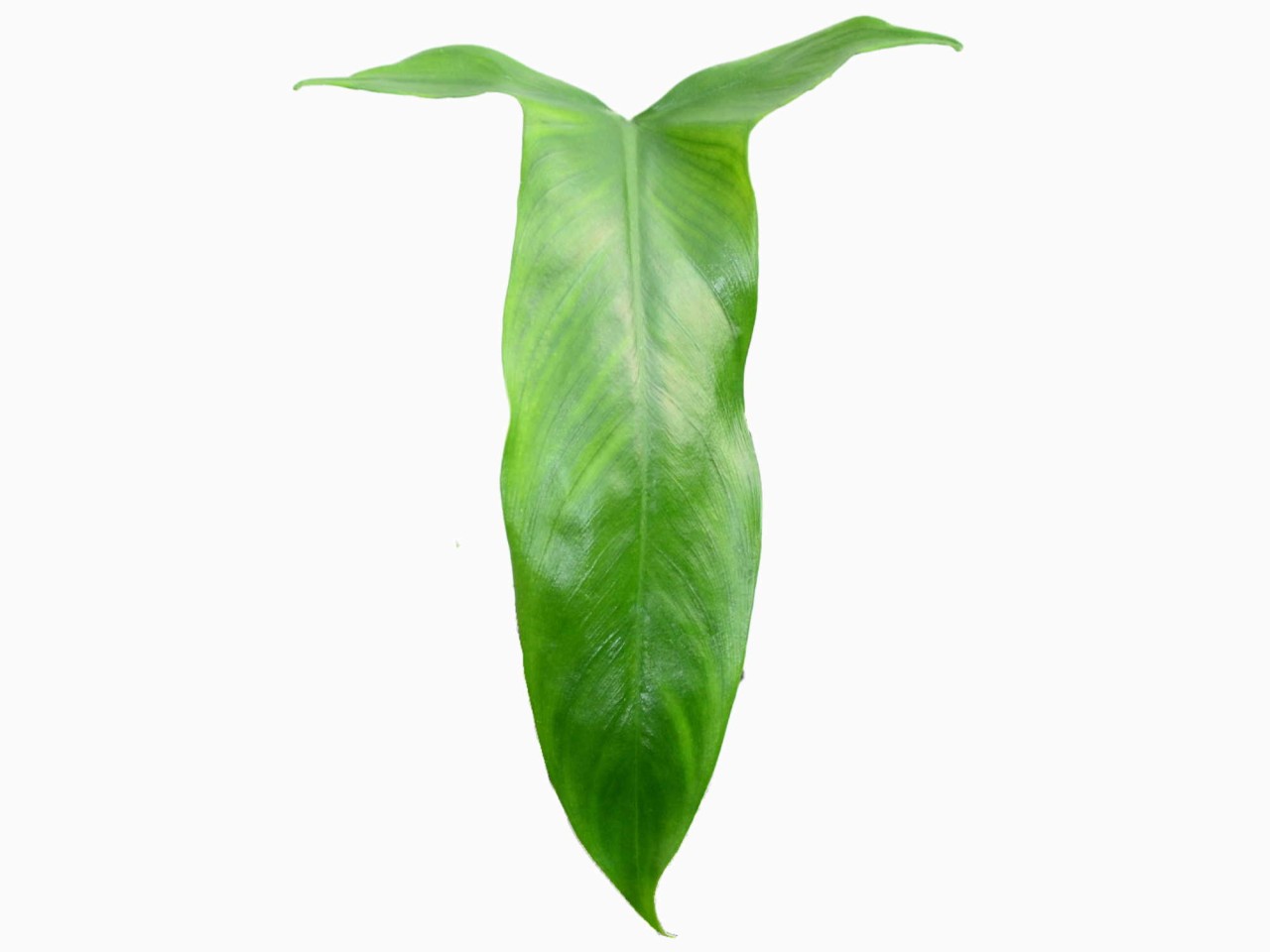 Philodendron micranthum
