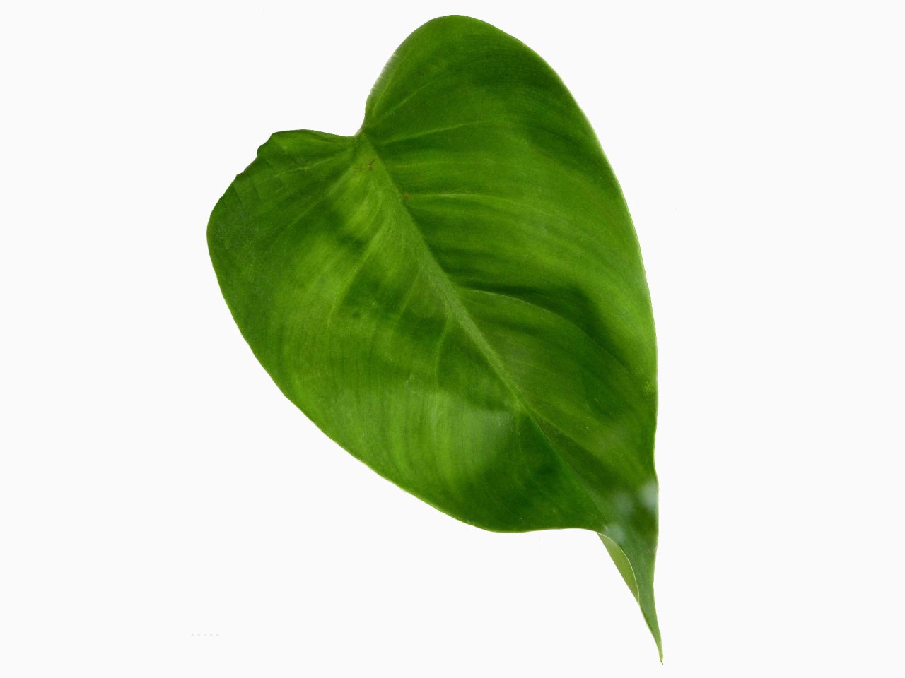 Philodendron dodsonii