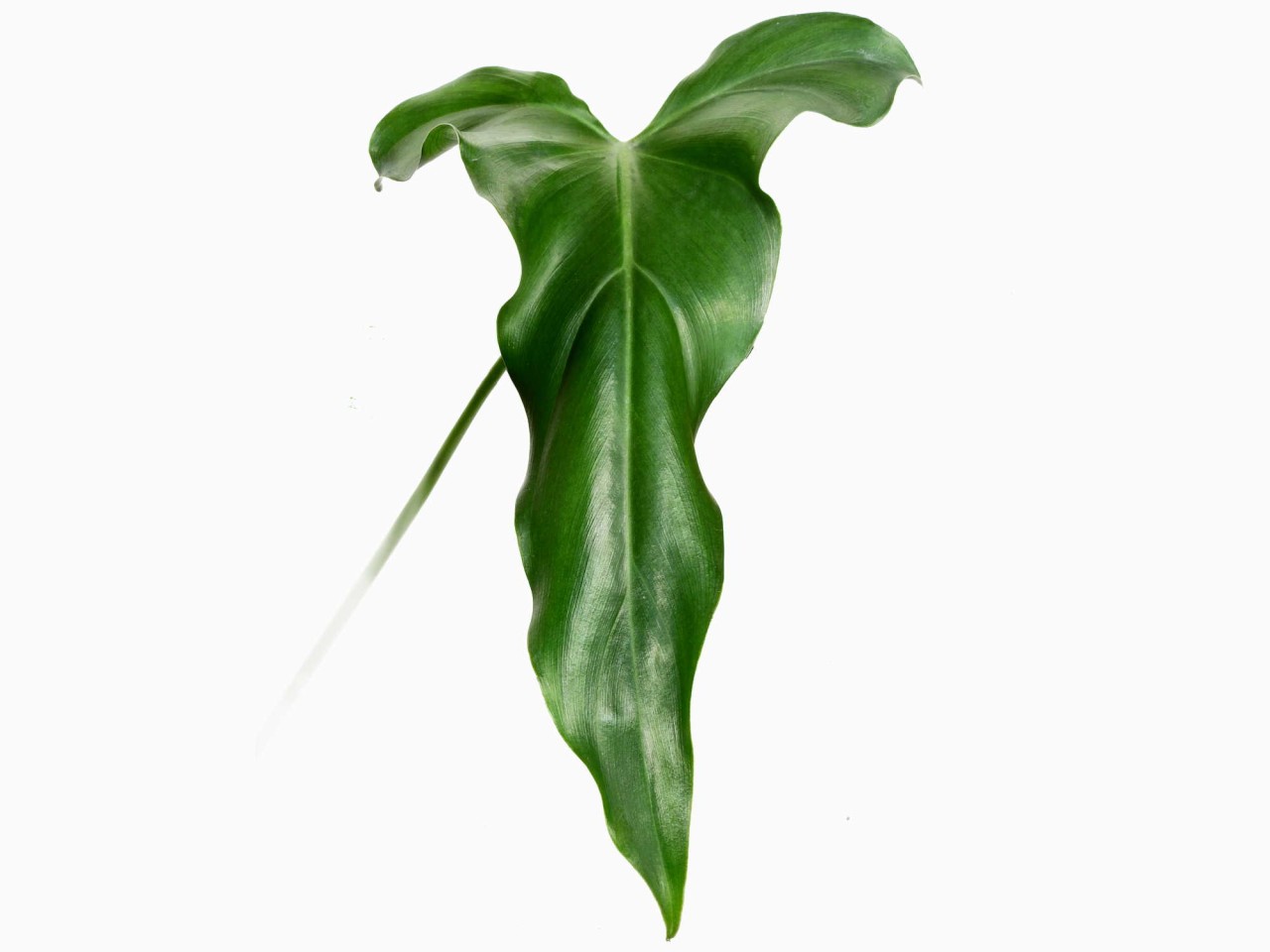Philodendron delinksii S