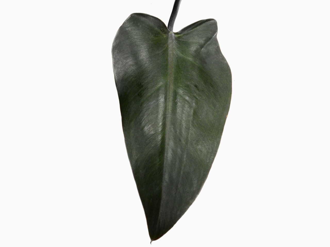 Philodendron erubescens 'Majesty'