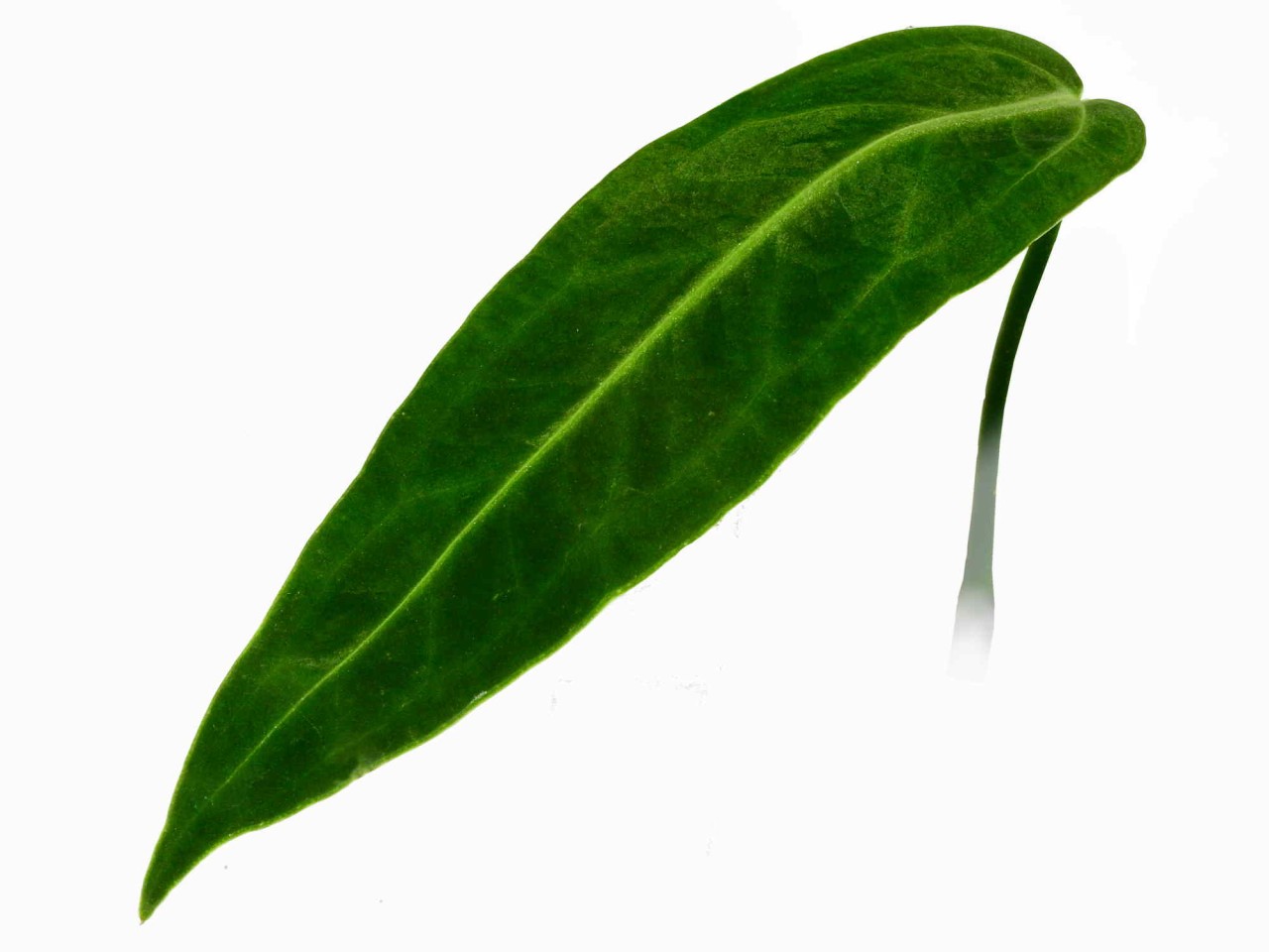 Anthurium warocqueanum (seedling)