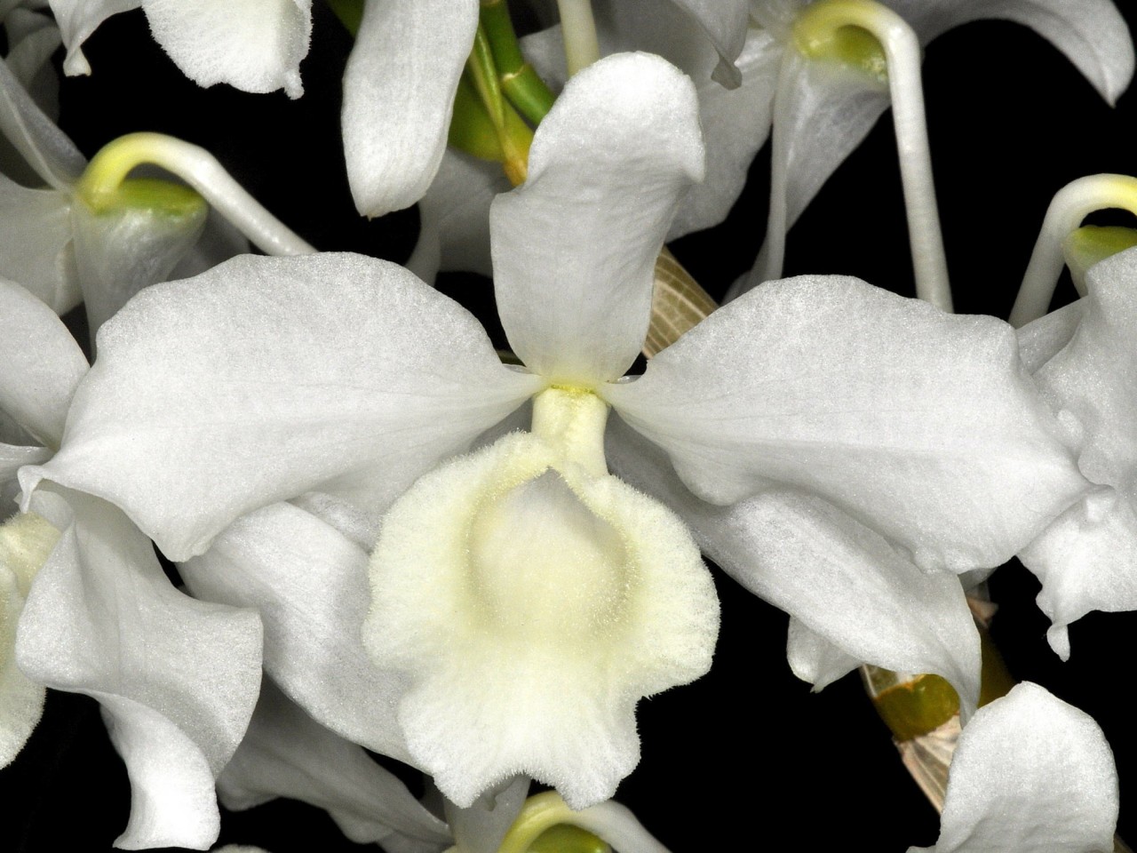 Dendrobium virginales