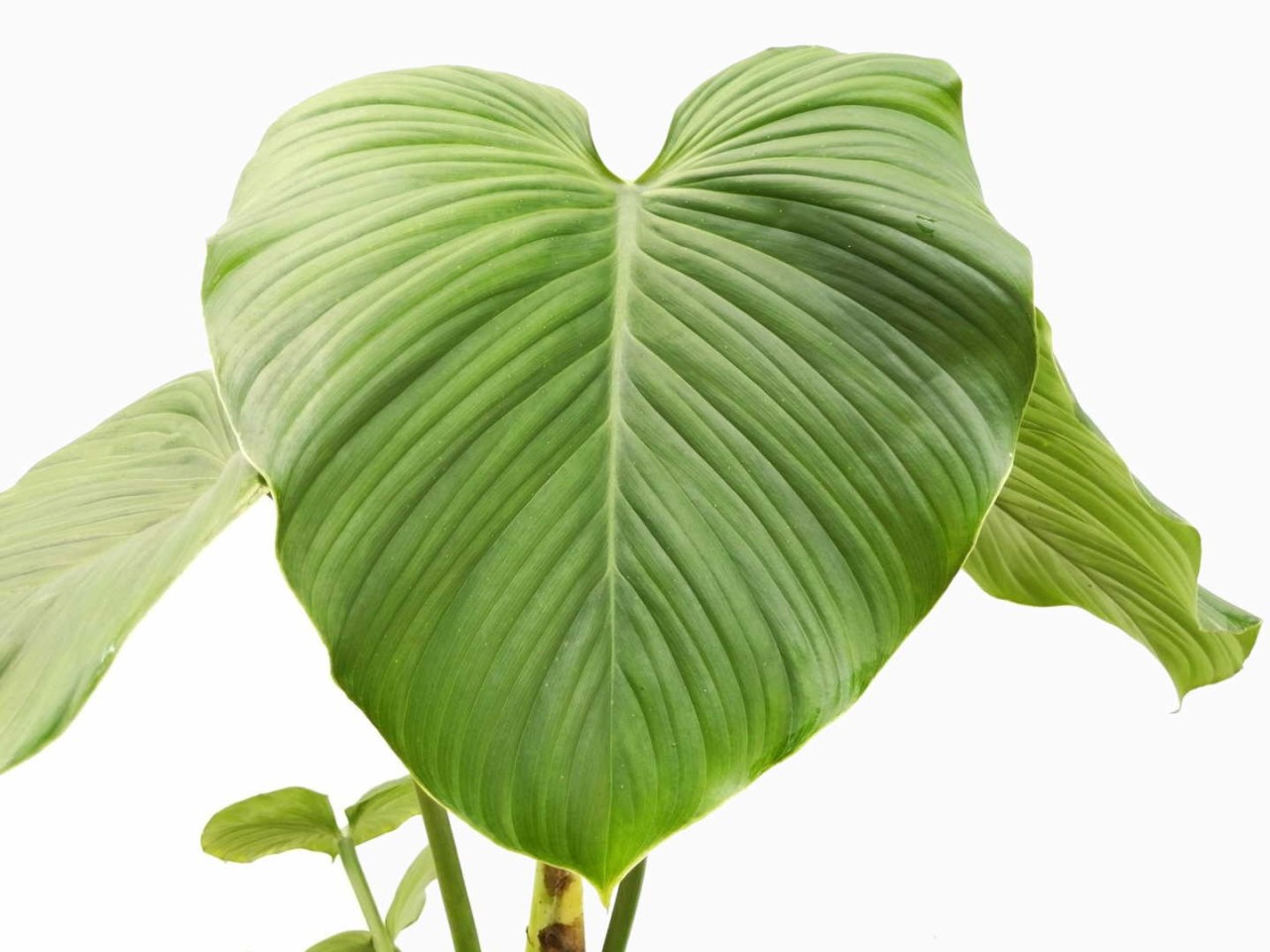 Philodendron pterotum 'Andes'