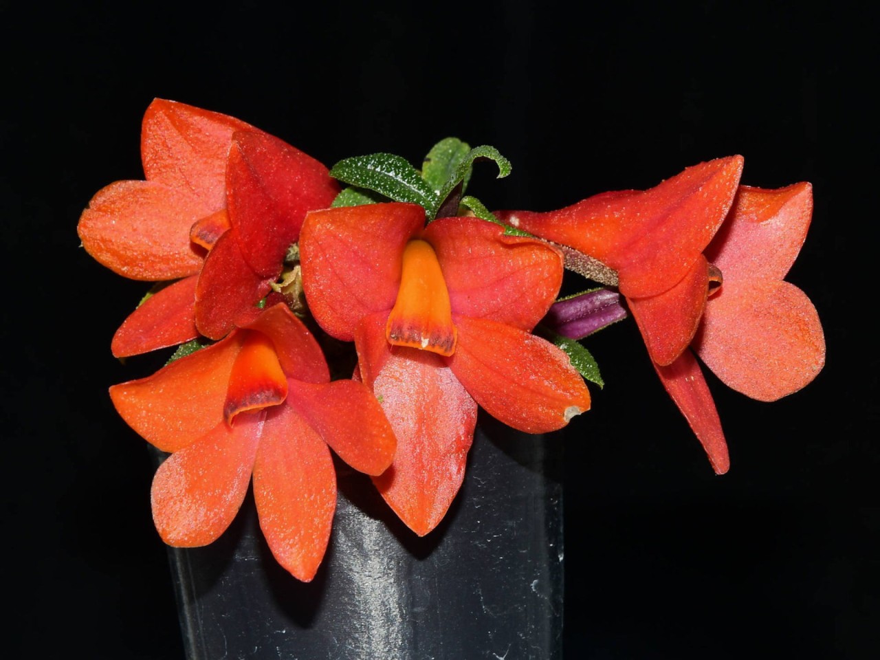 Den. Swiss Mountain Palace (Butterfly Kisses x cuthbertsonii red Gualaceo)