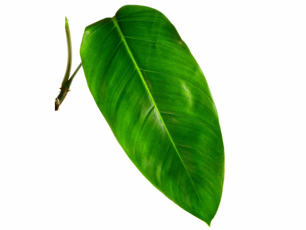 Philodendron lehmannii