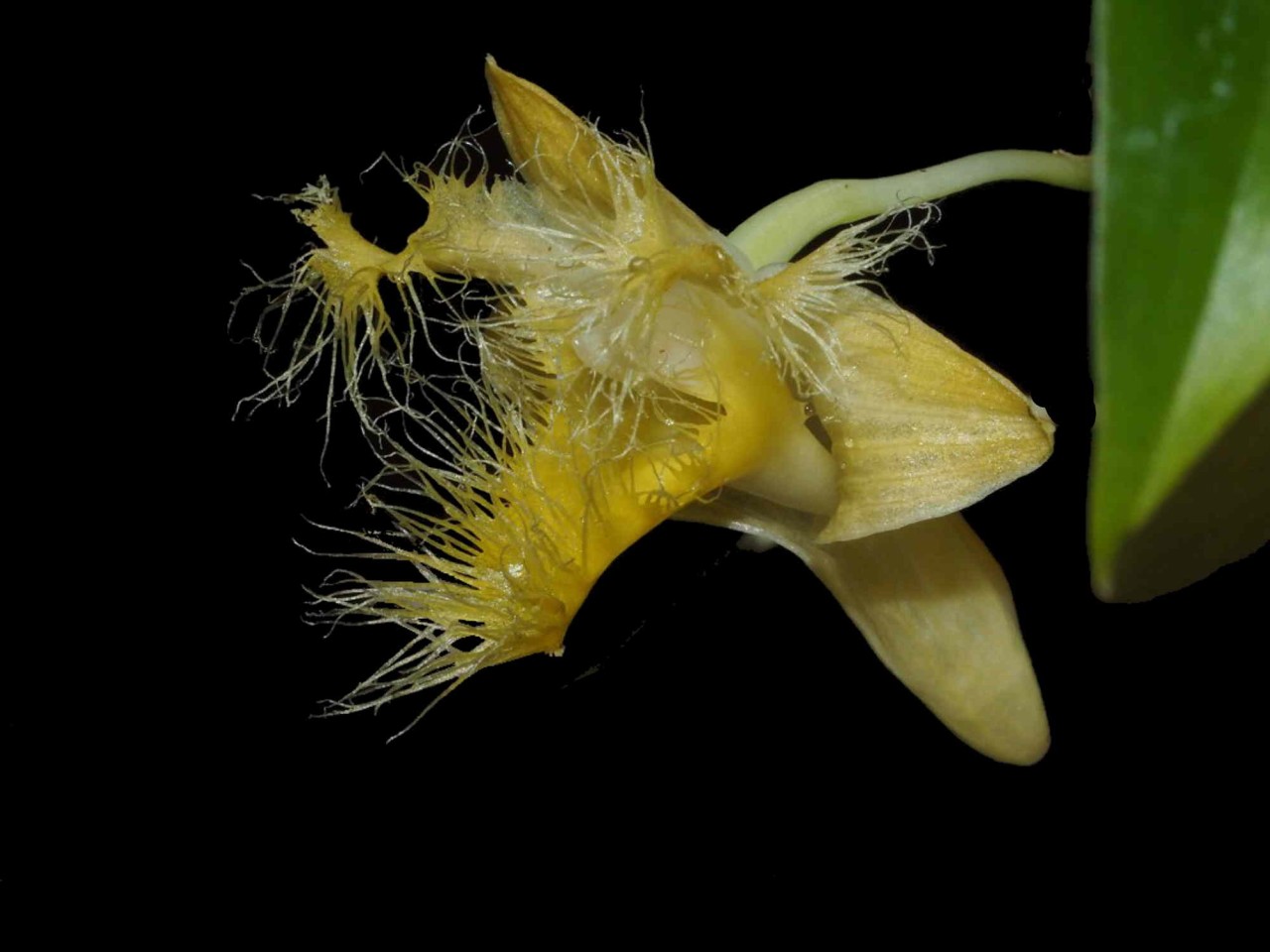 Dendrobium terengganuensis