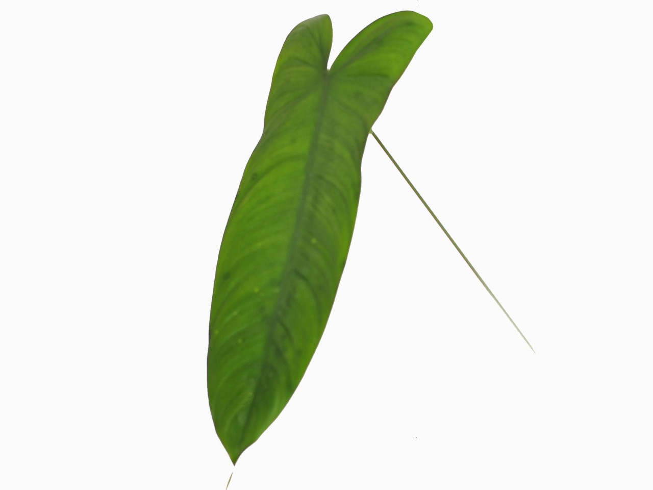 Philodendron sharoniae 'Goat'